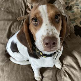 DOTTIE - Beagle