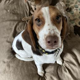 DOTTIE - Beagle