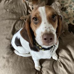 DOTTIE - Beagle