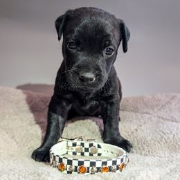 Patterdale Terrier Puppies from Moormont Kennels