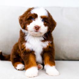 Aussiedoodle, Australian Mountain Doodle, and Bernedoodle Puppies from Cottonwood Creek Doodles