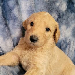Boy 4 dk blue - Apricot male Goldendoodle puppy in Blountsville, Alabama from Southern Charm Goldendoodles