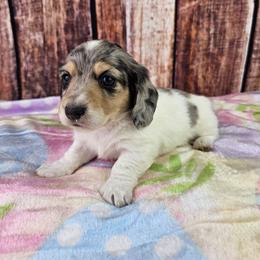 Airk - Dapple male Dachshund puppy in Malad City, Idaho from Mountain Sage Dachshunds