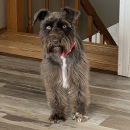 Mollie - Miniature Schnauzer
