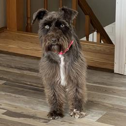 Mollie - Miniature Schnauzer