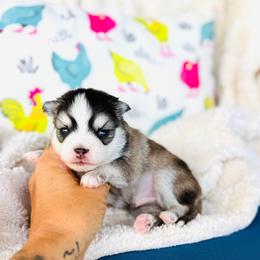 Patriot - Black and white male Pomsky puppy in Yavapai County, Arizona from Pawsh Pomskies
