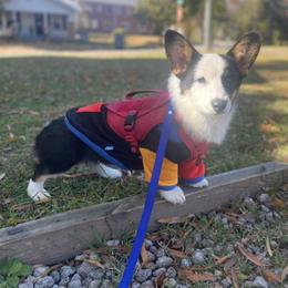 Mark - Pembroke Welsh Corgi