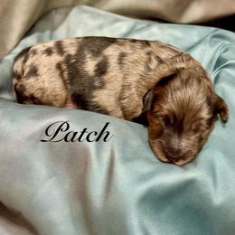 Patch - Merle male Goldendoodle puppy in Gilbert, Arizona from Gilbert Az Doodles