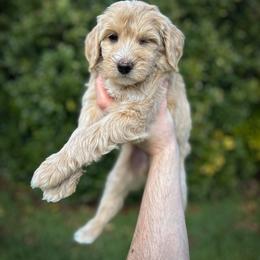 Clover - Apricot female Aussiedoodle puppy in Claremont, North Carolina from Magnolia Grove Farms