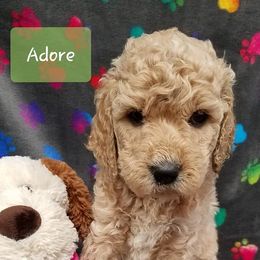 Bernedoodle, Goldendoodle, and Poodle Puppies from Granton Creek