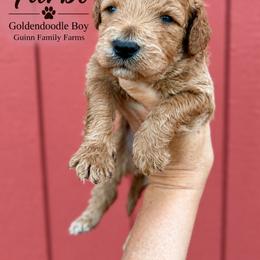 Turbo - male Goldendoodle puppy in Grove, Oklahoma from Guinn Family Farms
