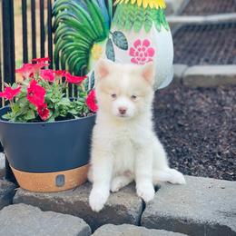 Santorini (Pet Only Contract) - Lavender male Pomsky puppy in Greenville, South Carolina from Thicketty Mountain Pomskies