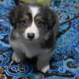 Powder - Fluffy - Gray and white female American Corgi puppy in Lithia, Florida from Diamondcrest Inc