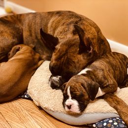 Boxer Puppies from Fineview Boxers