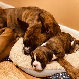 Boxer Puppies from Fineview Boxers