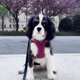 Cavalier King Charles Spaniel Puppies from Cassie’s Cavaliers