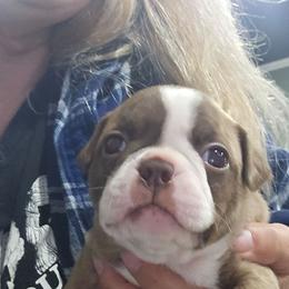 Pup4 is girl 2 - Red female Boston Terrier puppy in Versailles, Indiana from Benhams Bostons