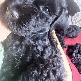 Kerry Blue Terrier puppies from Cross the Rubicon KBT & Trebol SCWT