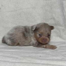 Lindt - Chocolate sable male Pomeranian puppy in Hughes Springs, Texas from Hughes Springs Tx Poms