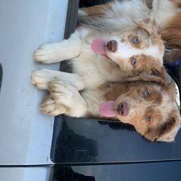 Australian Shepherd All Grown Up from Black Rock Farm Aussies