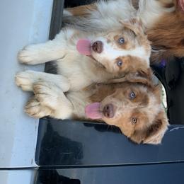 Australian Shepherd All Grown Up from Black Rock Farm Aussies