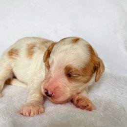 Big James - Parti male Goldendoodle puppy in Urbana, Illinois from ZaraDoodles