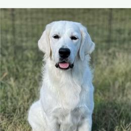 Wynx - Golden Retriever