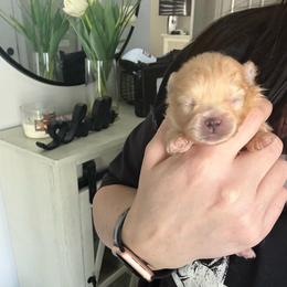 Purple - Cream sable parti male Pomeranian puppy in Cheektowaga, New York from Buffalo Pomeranians 716