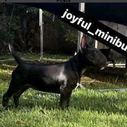 Cai - Miniature Bull Terrier