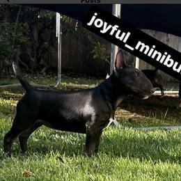 Cai - Miniature Bull Terrier