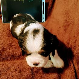 Hershey - Tri-color male Cavalier King Charles Spaniel puppy in Corona, California from Kelton Cavaliers