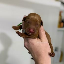 Green - Yellow male Labrador Retriever puppy in Gillete, Wyoming from Red Prairie Retrievers