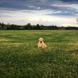 Golden Retriever Puppies from Oak Bluff Golden Retrievers