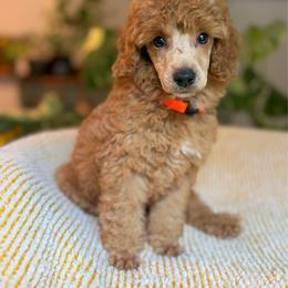 Boy 3 - Apricot male Poodle puppy in Monetta, South Carolina from Moonrise Poodles