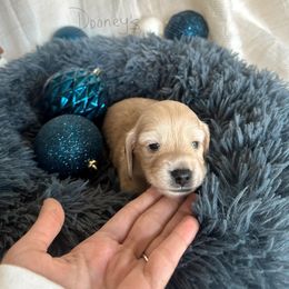 Peter Pan - Cream male Dachshund puppy in Molino, Florida from Dooney's Dachshunds