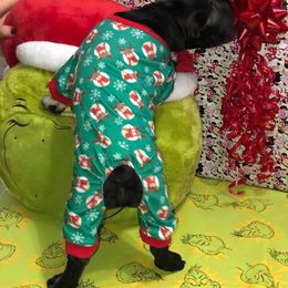 Boston Terrier, Bulldog, and French Bulldog Puppies from Tracy’s TLC Club