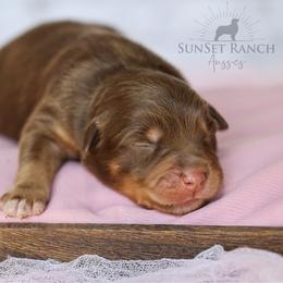Girl 3 - Red tri-color female Australian Shepherd puppy in Athens, Alabama from SunSet Ranch Aussies