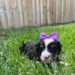 Birdo-Purple - Tri-color female Bernedoodle puppy in Casper, Wyoming from 307 Doodles
