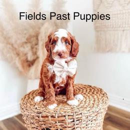 Premium Priority Pick Male 1 - Red  male Goldendoodle puppy in Layton, Utah from Gracious Doodle Dogs