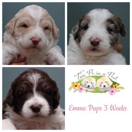 Goldendoodle Puppies from Two Ps in a Pod