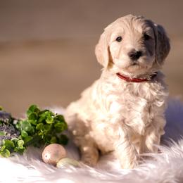 Persephone - Cream female Goldendoodle puppy in Portsmouth, Virginia from Hopping Howlers Ranch