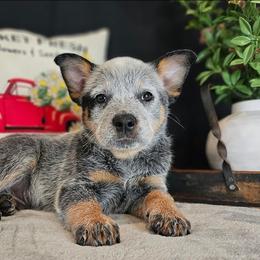 Australian Cattle Dog Puppies from TLC Cattle dogs