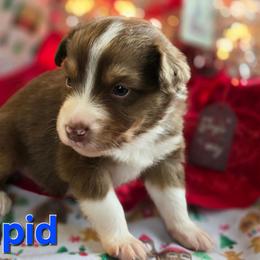 Cupid - Red tri-color male Australian Shepherd puppy in Smithfield, Utah from Invictus Farms