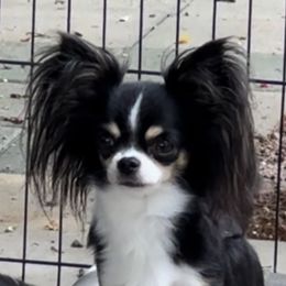 Vixen - Chihuahua