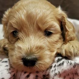 Goldendoodles and Pugs from Adorablecritters/ Dare to Doodle