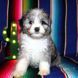 Lola - Blue merle Aussiedoodle puppy in Charleston, Arkansas from Lazy S Aussies