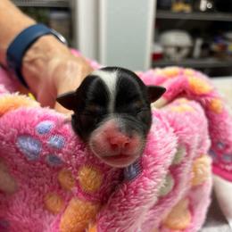 Patsy - Black tan and white female Biewer Terrier puppy in Osteen, Florida from Moonshadow Biewer Terriers