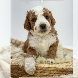 Grey collar - Red  male Goldendoodle puppy in Newcastle, Oklahoma from Ritzy Creek Doodles