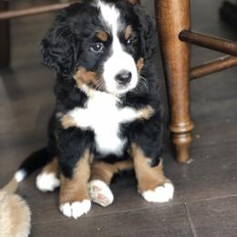 Bernese Mountain Dog and Golden Retriever Puppies from Bastian Mountain Dogs