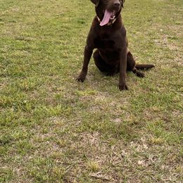 Yeti - Labrador Retriever